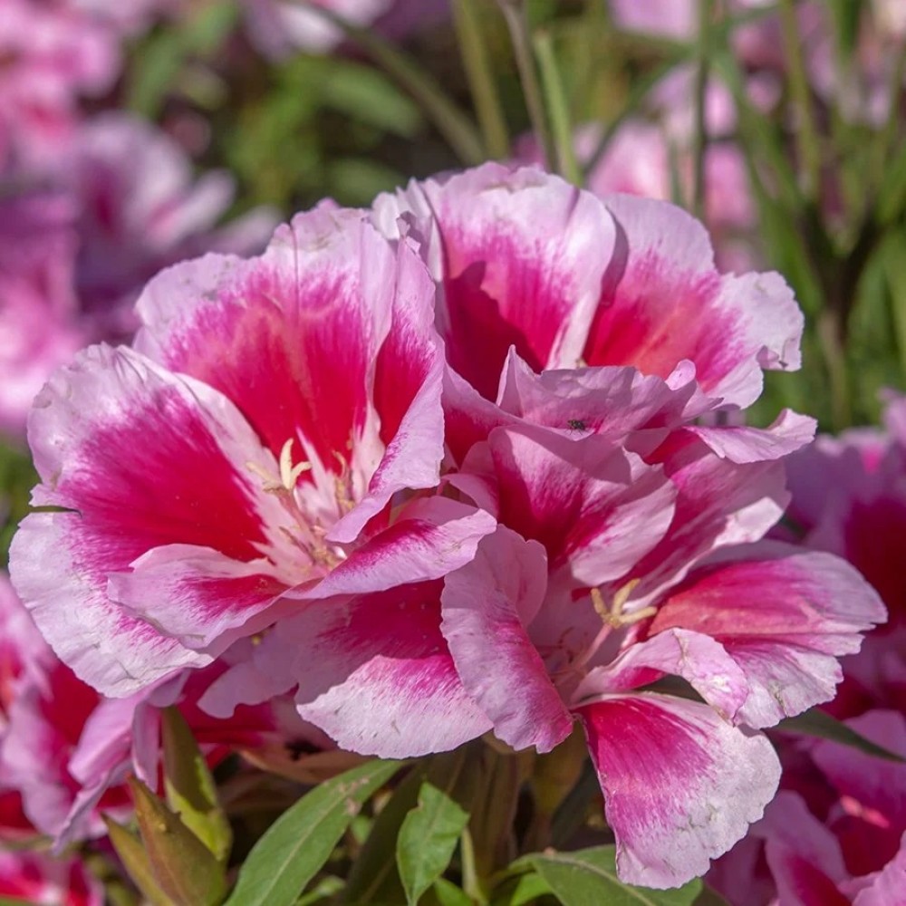 Pembe Bahçe Açelyası Çiçeği Tohumu